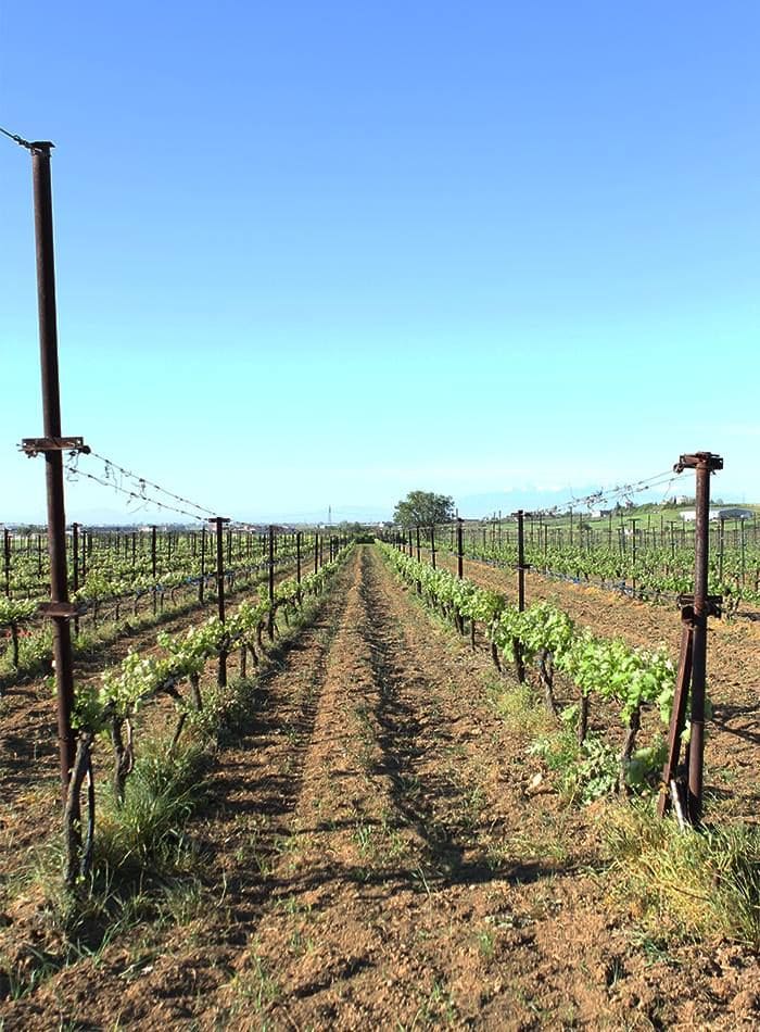 1936217_1123663027654538_7724924967837526818_n (1).jpg